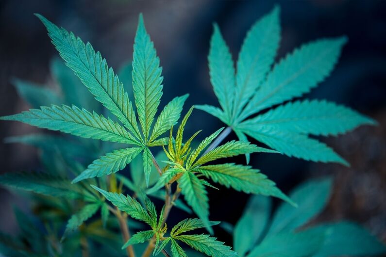 marijuana testing