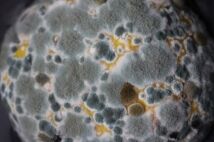 mold assessment