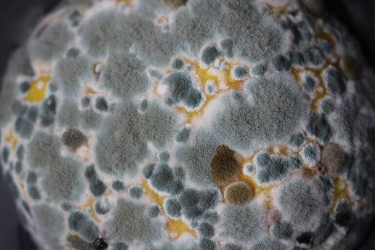 mold assessment
